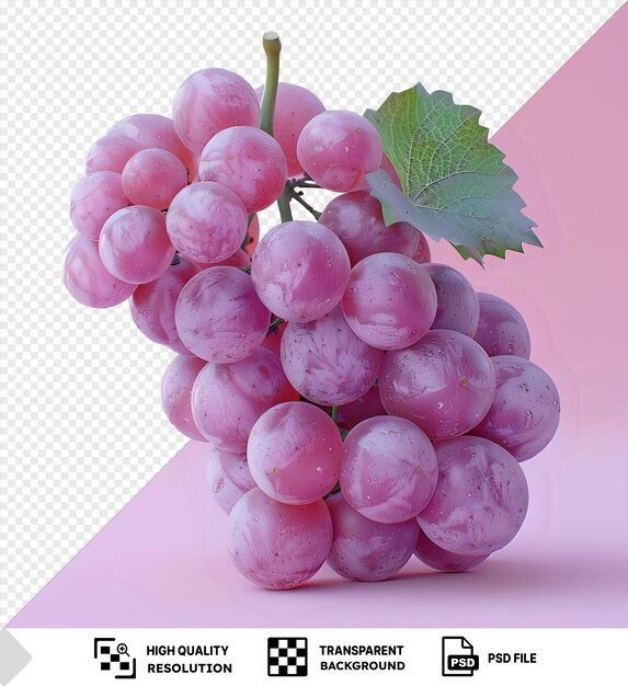 PSD zinfandel grape fruit and green leaf on pink background png