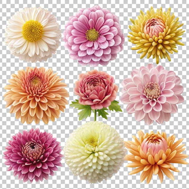 PSD zinnia flower isolated on transparent background