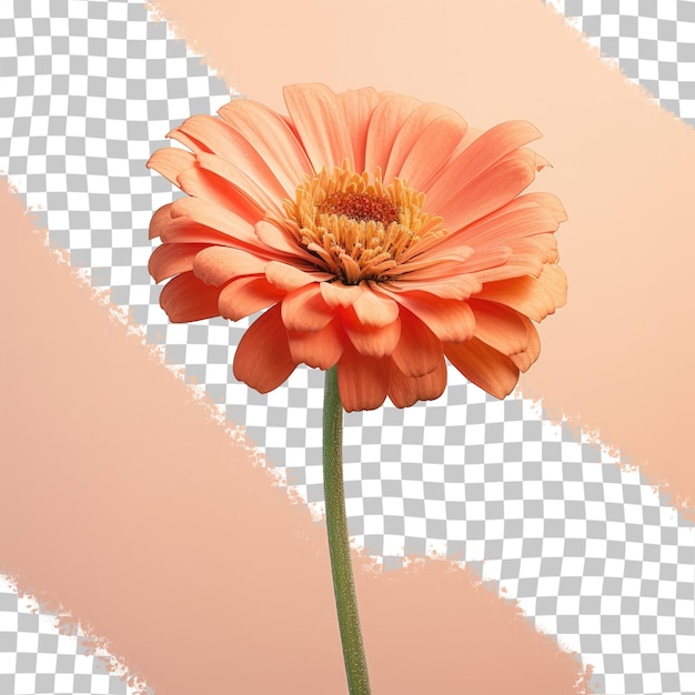 Zinnia flower in orange