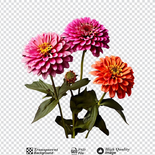 zinnias flowers isolated on transparent background