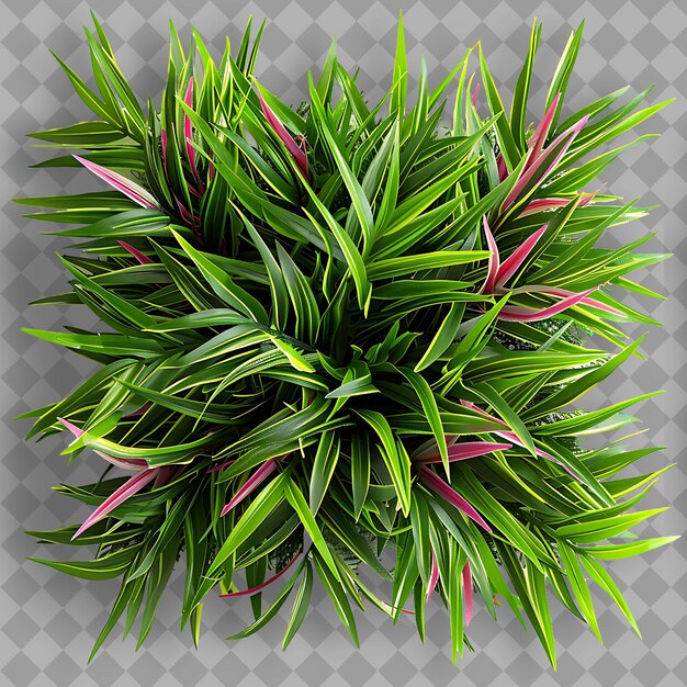 Zoysia El Toro Grass With Tigers Eye Stones and Fuchsia Acce PNG Green Texture Background