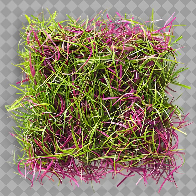 Zoysiagrass With Lime Green Branches and Magenta Mixed Grass PNG Green Texture Background