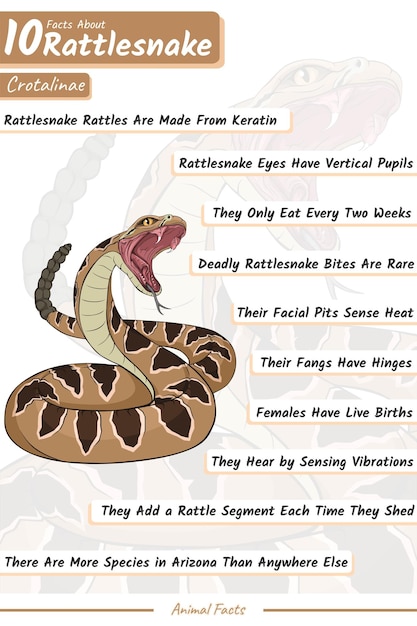 10 Facts about Rattlesnake 40 x 60cm resolutions