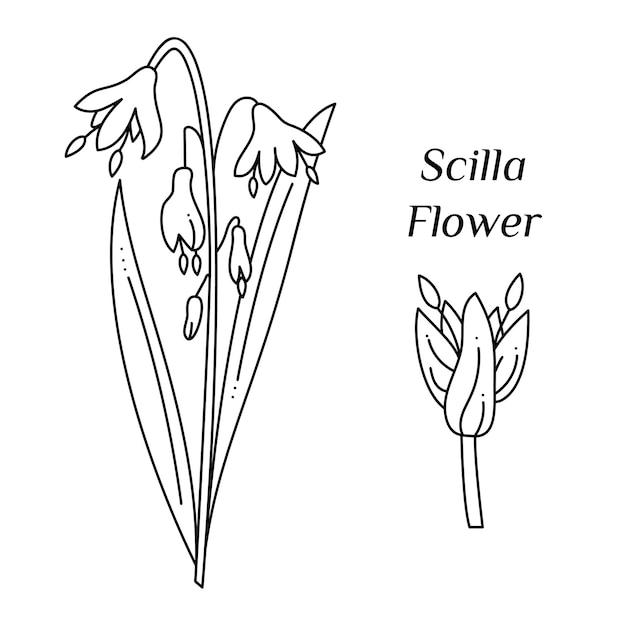 10Sculla flower