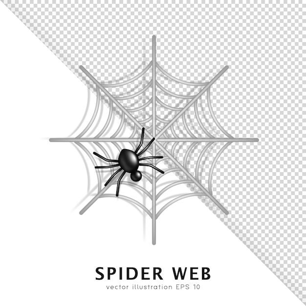 3D grey cobweb with black venomous spider. Cartoon spider web with carnivorous creepy insect.