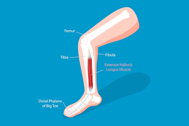 3D Isometric Flat Vector Conceptual Illustration of Extensor Hallucis Longus Muscle