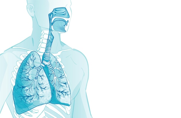 3d vector of the human Respiratory System lungs alveoli Inside larynx nasal throttle anatomy Man body parts Hand drown anatomy illustration