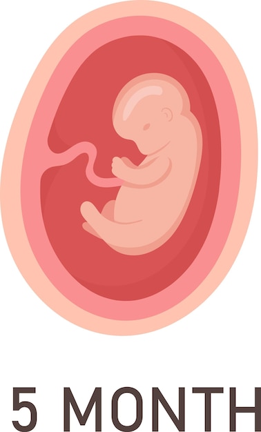 Vector 5 month human embryo inside womb