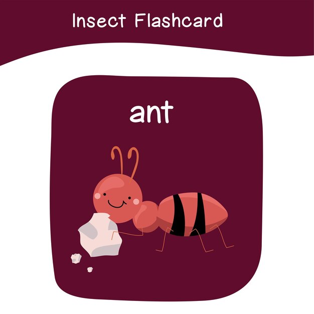 58 Insects Flashcard