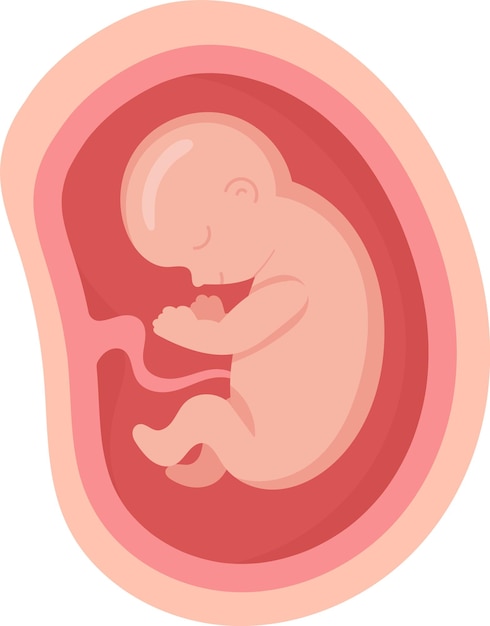 Vector 7 month human embryo inside womb