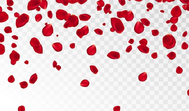 Abstract background with flying red rose petals isolated. Vector illustration. Rose petals vector illustration.