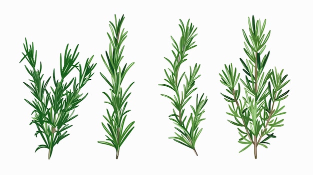 Vector abstract hand drawn rosemary flat icon vector illustration