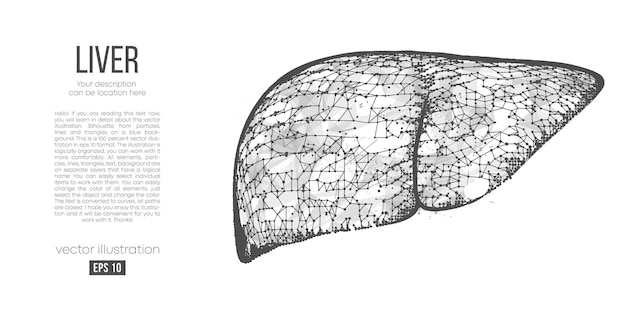 abstract polygonal silhouette of liver