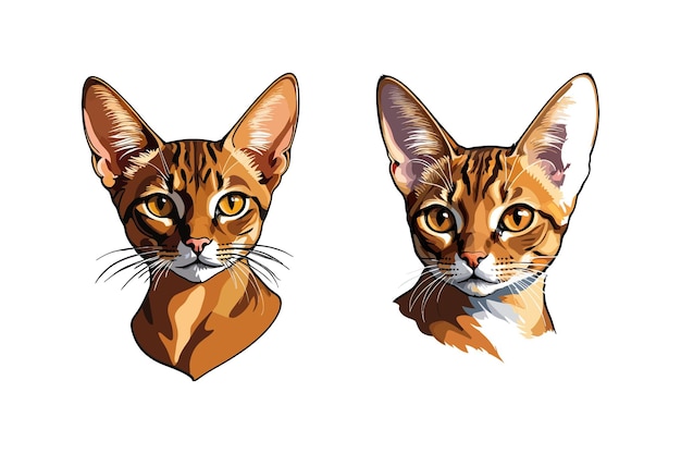 Abyssinian cat vector illustration isolated white background