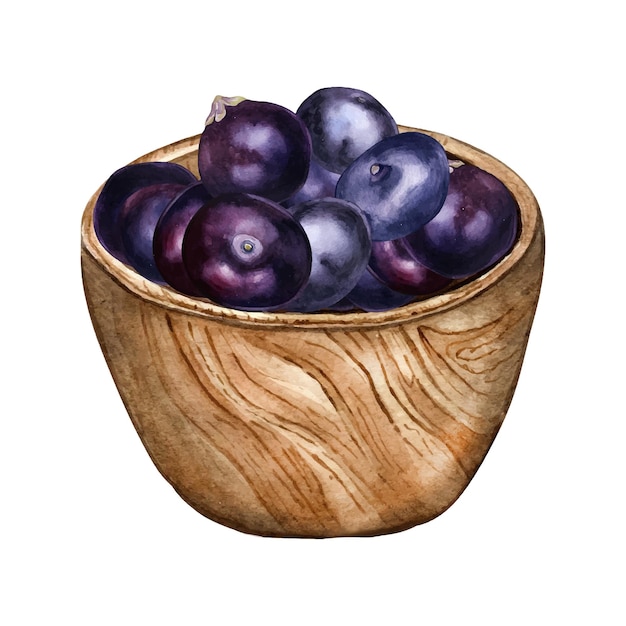 Acai berries in wooden bowl watercolor illustration isolated on white Exotic amazon purple berries