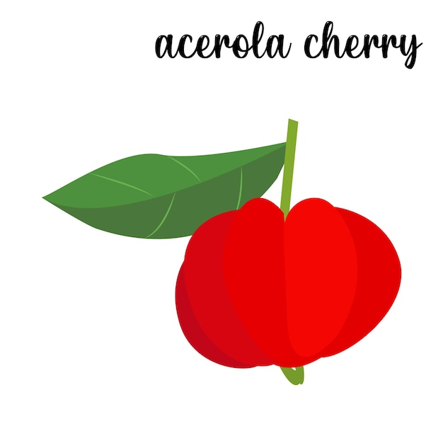 Acerola Cherry fruit vector illustration