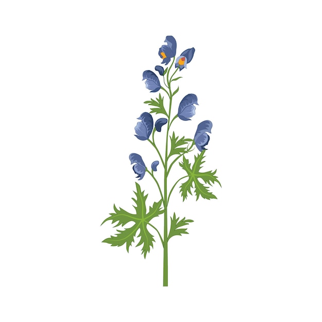 Aconite Wild Flower Hand Drawn Detailed Illustration