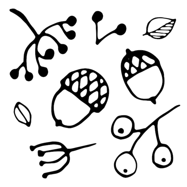 Acorn berry leaf Vector