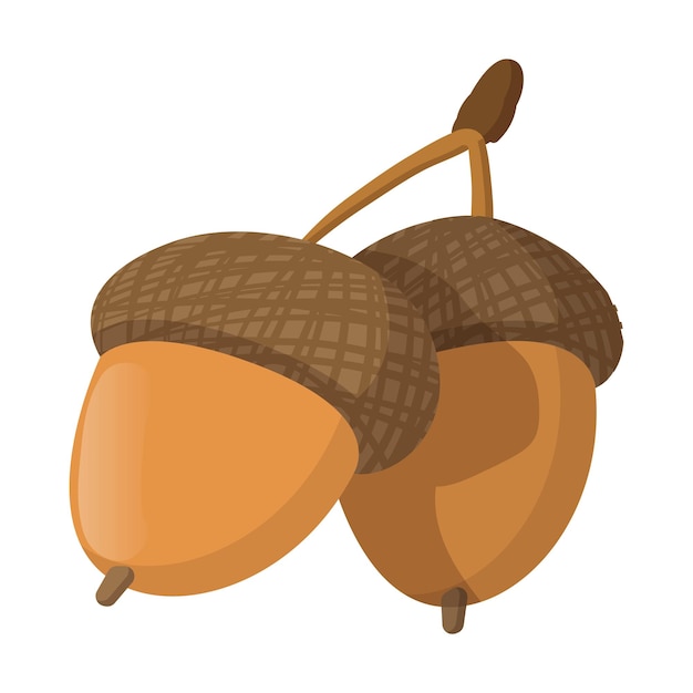 Acorn cartoon icon on the white background