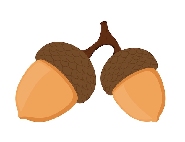 Acorn