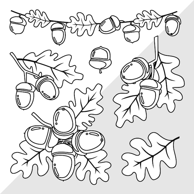 Acorns and oak leaves set Black outline Coloring book Illustrated vector clipart