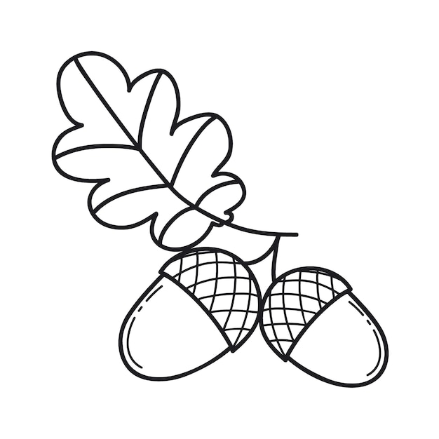 Acorns with leaf Doodle style Line art