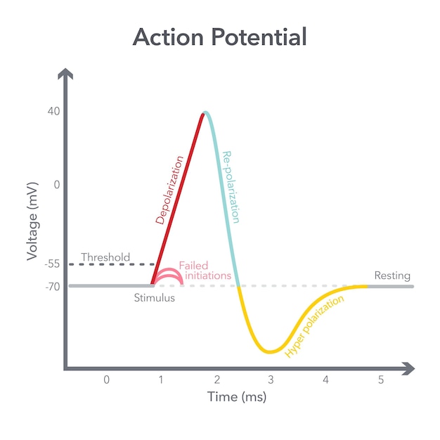 Action Membrane Potential science vector illustration diagram