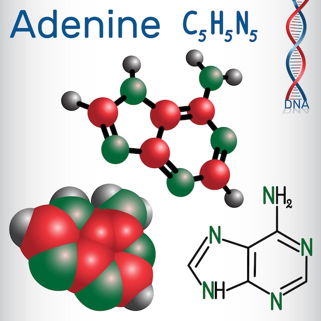 Vector adenine a ade purine nucleobase fundamental unit of the genetic code in dna and rna