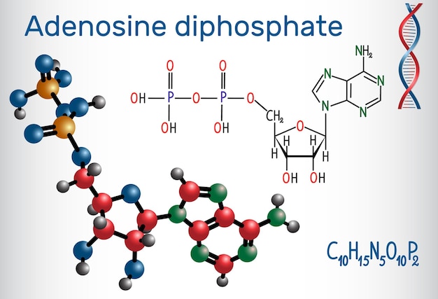 Adenosine diphosphate ADP molecule is an important organic compound in metabolism