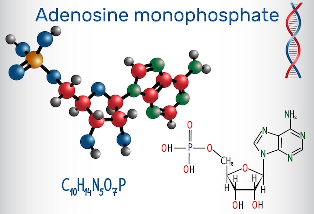 Vector adenosine monophosphate amp molecule it is an ester of phosphoric acid and the nucleoside adenosine monomer in the production rna sheet of paper in a cage