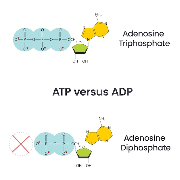 Adenosine triphosphate and adenosine diphosphate comparison and cycle science vector education infog