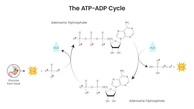 Adenosine triphosphate and adenosine diphosphate comparison and cycle science vector education infog