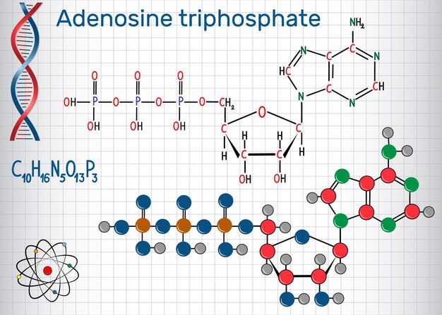 Vector adenosine triphosphate atp molecule