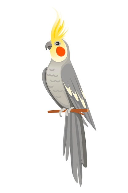 Vector adult parrot of normal grey cockatiel sitting on branch (nymphicus hollandicus, corella) cartoon bird design flat vector illustration isolated on white background.