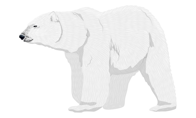 Adult polar bears Wild animals of the Arctic and the Arctic Circle Realistic vector animal