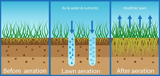 Aeration of the lawn Enrichment with oxygen water and nutrients to improve lawn growth Before and after aeration gardening lawn care services Advantages aeration Vector