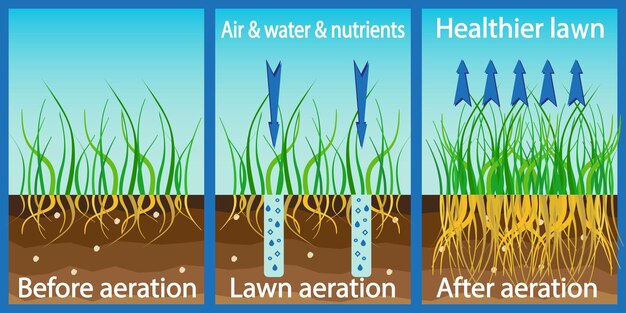 Aeration of the lawn. Enrichment with oxygen water and nutrients to improve lawn growth. Before and after aeration: gardening, lawn care services. Advantages, aeration