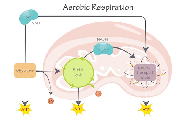 Aerobic respiration vector illustration diagram