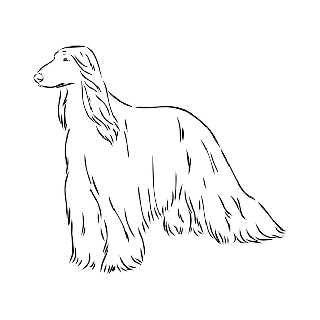 Afghan hound black and white graphic drawing of a dog