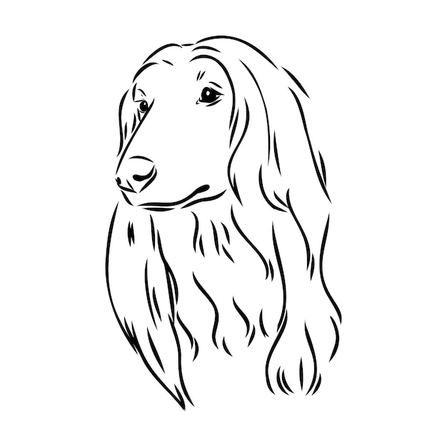 Afghan hound black and white graphic drawing of a dog