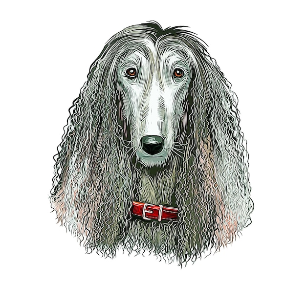 Afghan Hound Dog Watercolor Sketch Hand Drawn Illustration