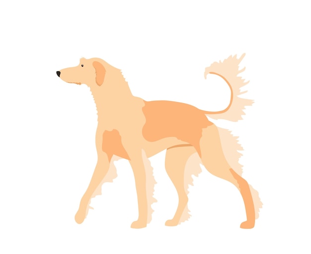 Afghan Hound dog