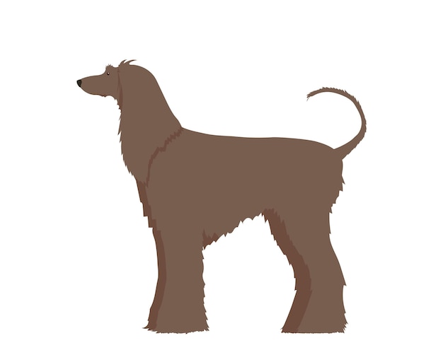 Afghan Hound side view