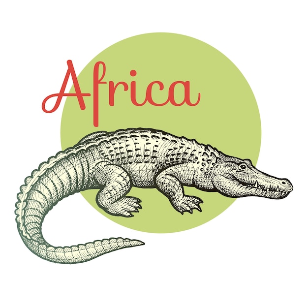 African animals crocodile