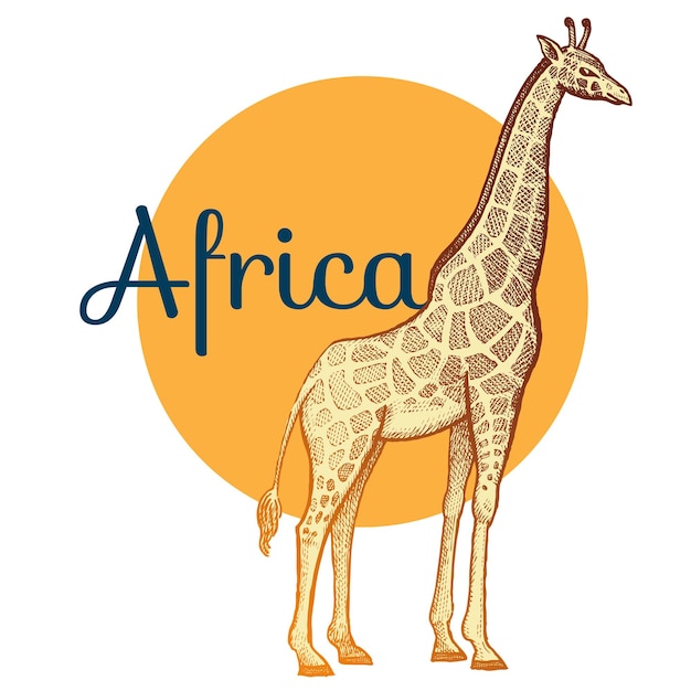 African animals giraffe