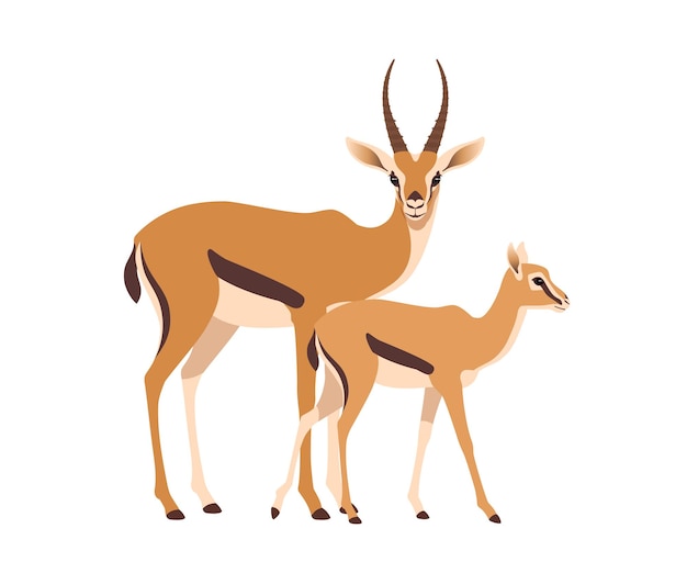 African wild blacktailed gazelle with calf