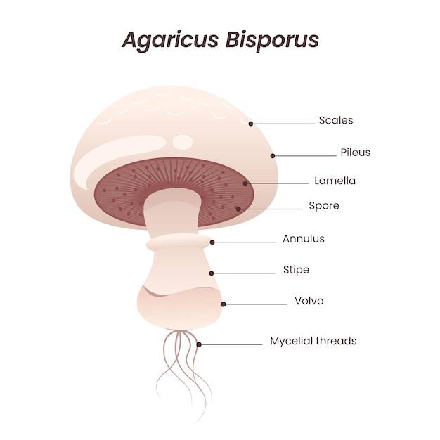 Agaricus bisporus mushroom vector illustration graphic