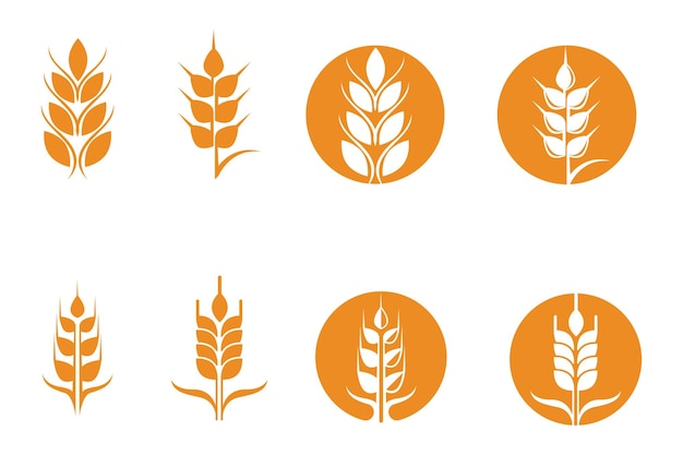 Agriculture wheat vector icon design