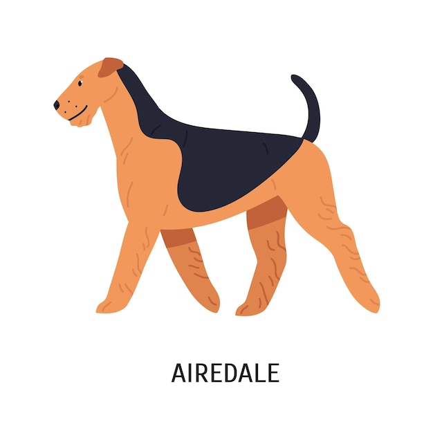 Airedale, Bingley or Waterside Terrier. Beautiful dog of hunting breed with wiry coat, side view. Adorable purebred pet animal isolated on white background. Vector illustration in flat cartoon style.