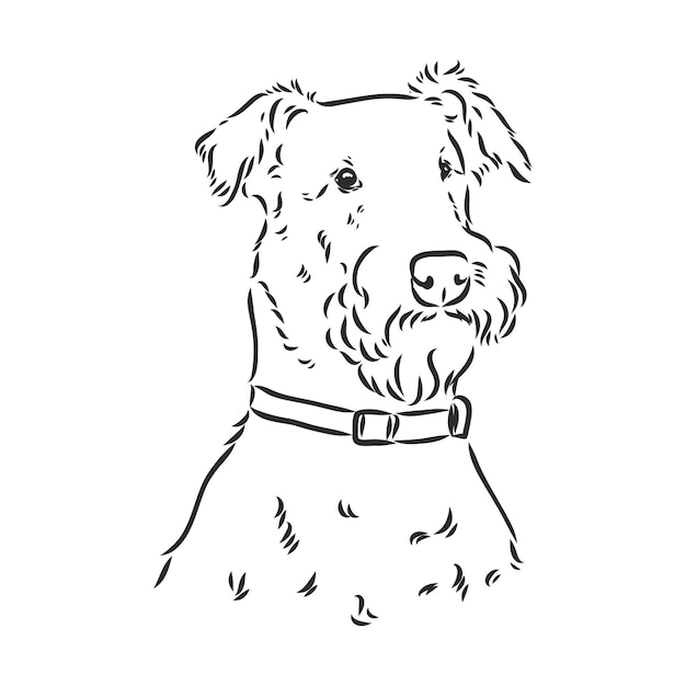 Airedale Terrier Dog. hand drawn. Vector illustration airedale terrier dog vector sketch